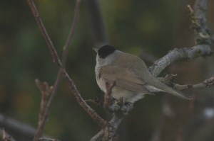Blackcap