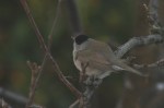 Blackcap
