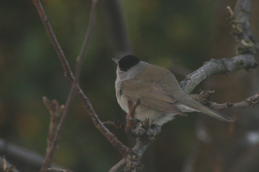 Blackcap