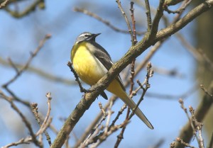 The Grey Wagtail