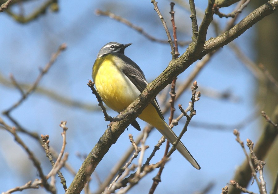 The Grey Wagtail