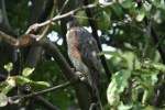 Sparrowhawk
