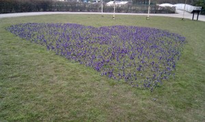 Easter Crocus 2013