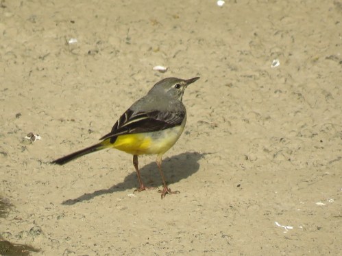 Grey Wagtail
